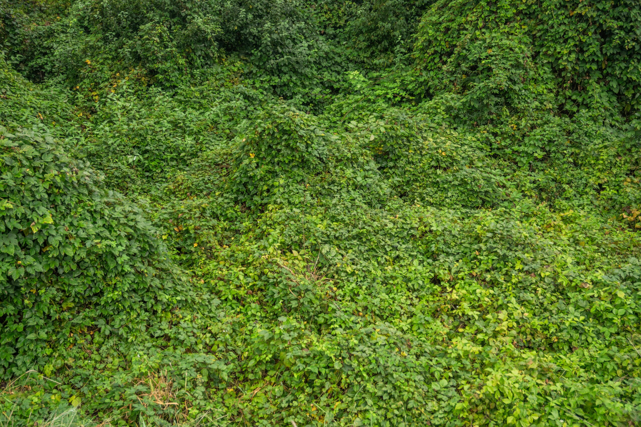 Dense green foliage covering a lush landscape in Wrocław, Poland.