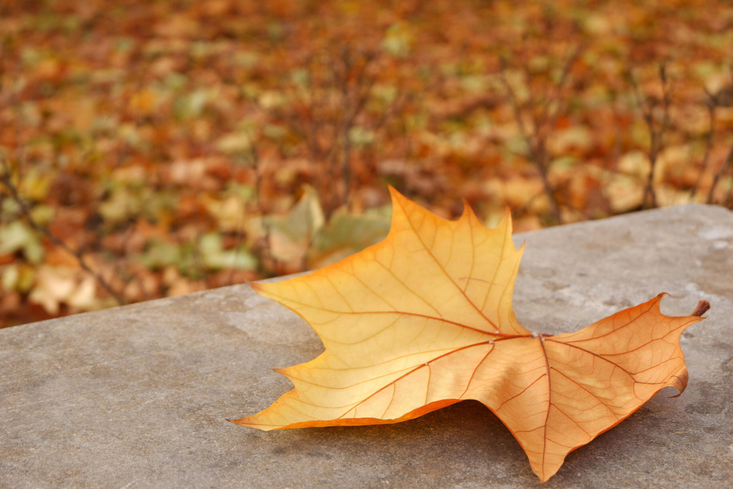 Close-up of a golden autumn leaf resting on a stone surface, capturing the essence of fall.